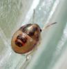 Holcostethus sp.